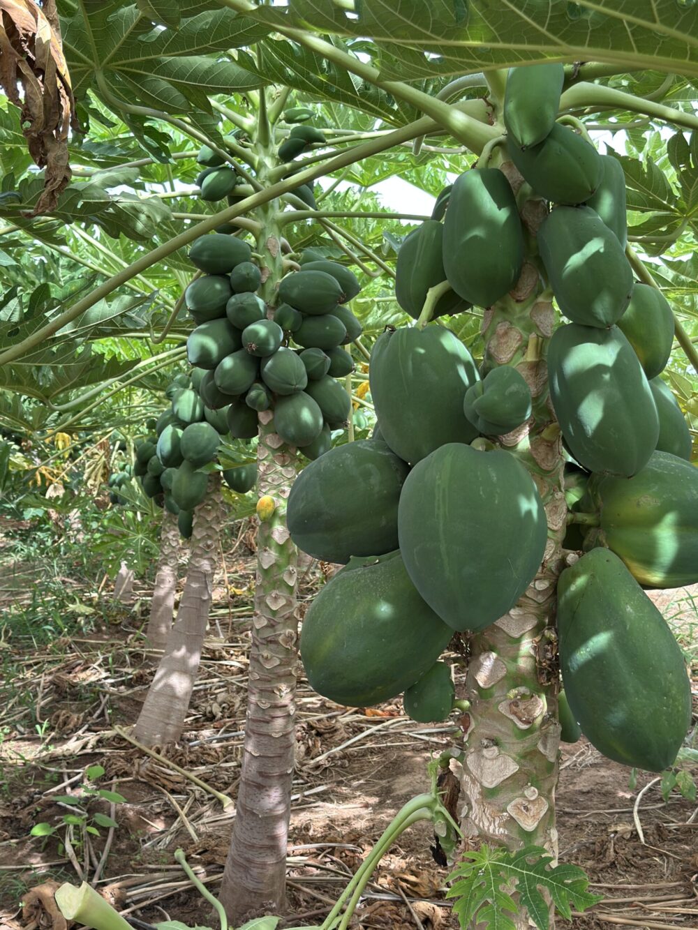 פפאיה נושקה עצים מלאי פרי