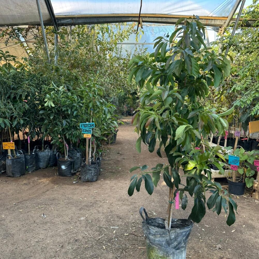 אבוקדו ריד Reed Avocado