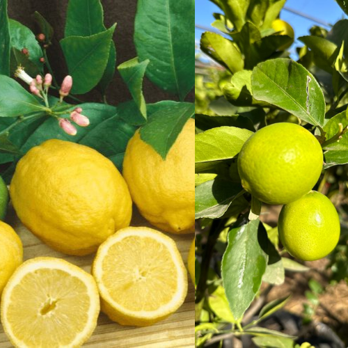 עיצוב ללא שם (98)